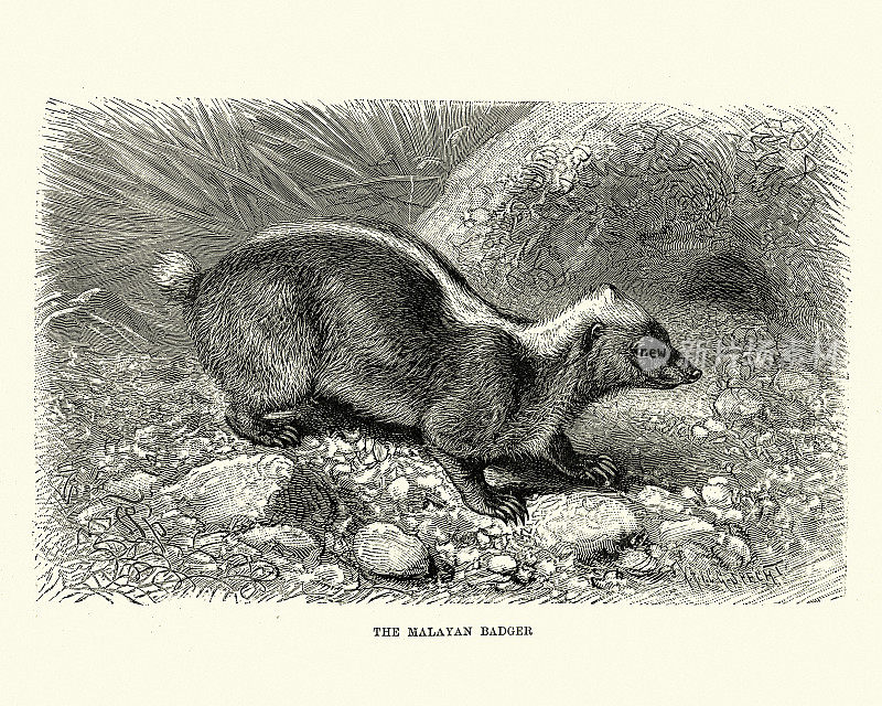 巽他臭獾(Mydaus javanensis)，或马来獾